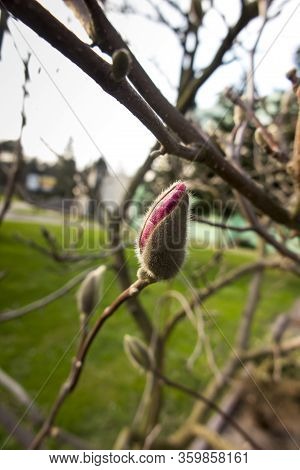Red Flower Bud On The Tree As A Harbinger Of The Upcoming Spring
