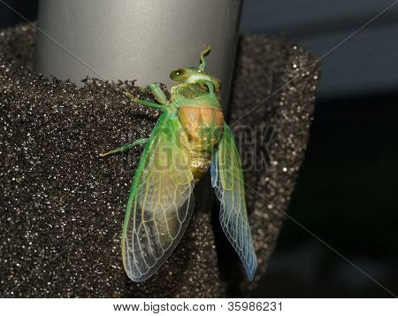 Nieuw leven voor een Cicada