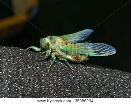 Nieuwe Cicada