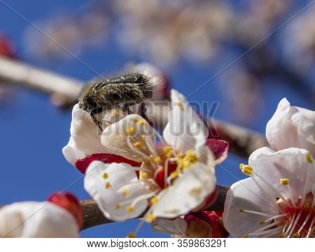 Tropinota Hirta, A Beetle Pest That Feeds On Buds And Flowers Of Plants And Thus Destroys The Yield.