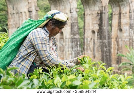 Sri Lankan Woman Picking Tea Around The Nine Arch Bridge.collection Of Tea In Tea Plantation Ella,ba