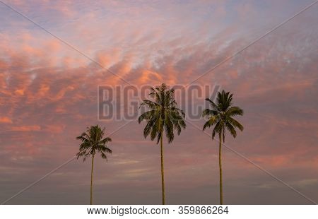 Three Tall Palms On Pink Sunset Or Sunrise Overlooking Amazing Bright Sky In The Evening At Nice Bea