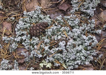 Fir Cone