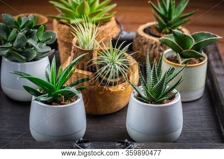 Collection of succulent plants for home deco. Gardening idea for stone garten.