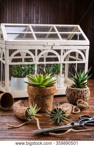 Collection of succulent plants for home deco. Gardening idea for stone garten.