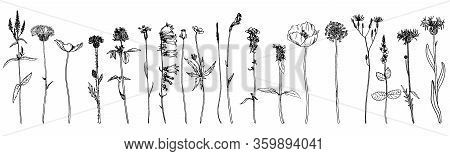 Vector Drawing Flowers, Plants And Grass, Set Of Floral Elements, Hand Drawn Illustration