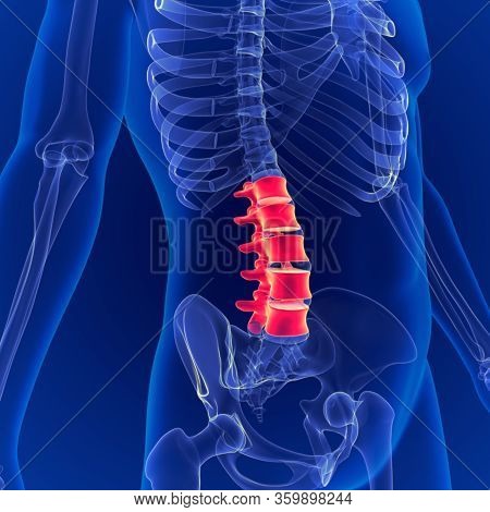 Human Skeleton System Vertebral Column Lumbar Vertebrae Anatomy 3d Illustration