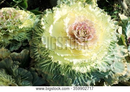 Brassica Oleracea Var. Acephala F. Tricolor. Cabbage Flower In The Flowerbed. Light Green Flower Of 