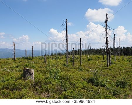 Dry Trees Of Silesian Beskids Mountains Range Landscapes Near Salmopol Pass Above European City Of S