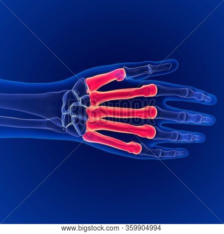 Human Skeleton Anatomy Metacarpals Bones Dorsal Side 3d Rendering For Medical Concept
