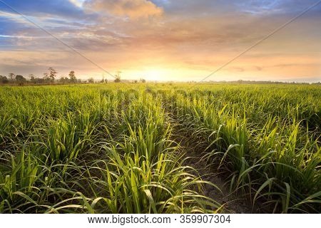 Sugarcane Field At Sunset. Sugarcane Is A Grass Of Poaceae Family. It Taste Sweet And Good For Healt