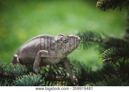 The Oustalets Or Malagasy Giant Chameleon On White