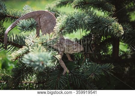 The Oustalets Or Malagasy Giant Chameleon On White