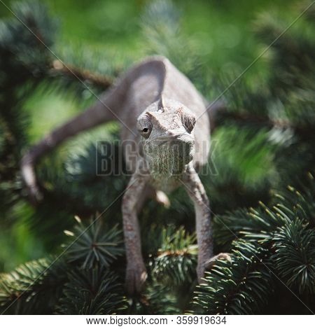 The Oustalets Or Malagasy Giant Chameleon On White