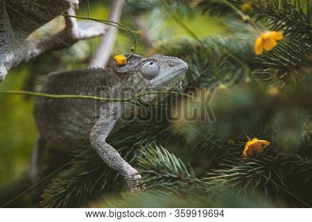 The Oustalets Or Malagasy Giant Chameleon On White