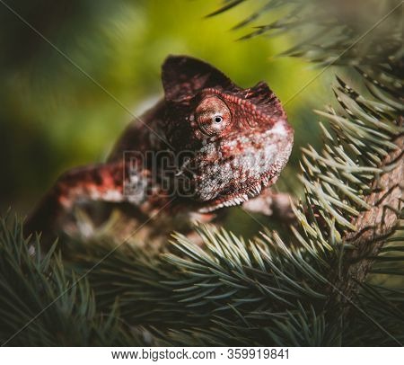The Oustalets Or Malagasy Giant Chameleon On White