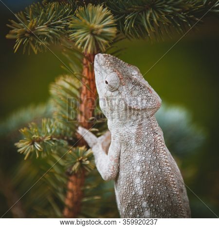 The Oustalets Or Malagasy Giant Chameleon On White