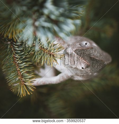 The Oustalets Or Malagasy Giant Chameleon On White