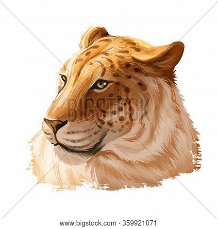 Liger Hybrid Offspring Of Lion And Tiger, Watercolor Portrait Closeup. Animal Digital Art Illustrati