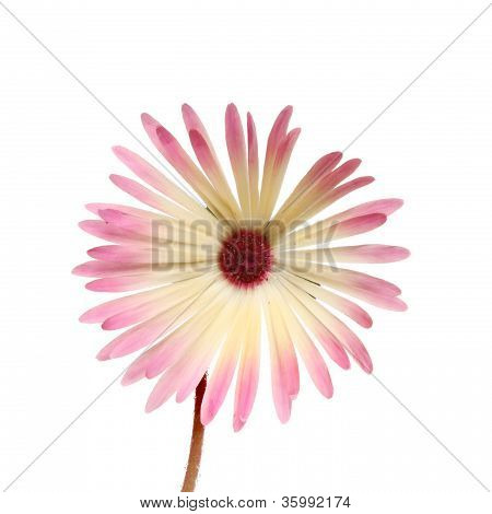 Mesembryanthemum