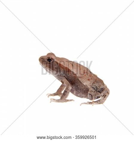 Small Smooth-sided Toad Isolated On White Background