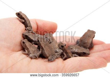 A Lot Of Small Smooth-sided Toads, Isolated On White