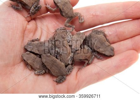 A Lot Of Small Smooth-sided Toads, Isolated On White