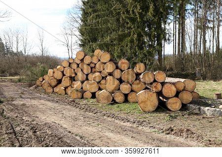 Freshly Cut Trees In The Forest, On The Side Of A Forest Road