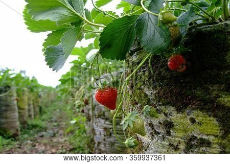 Strawberry Fruits On The Branch At Strawberry Farm , Strawberry Fruit Hanging From The Tree.