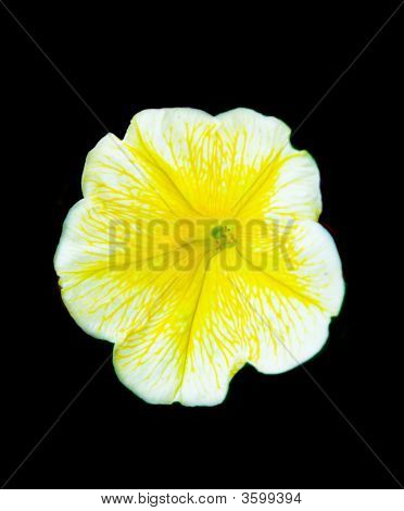 Vackra Bellflower