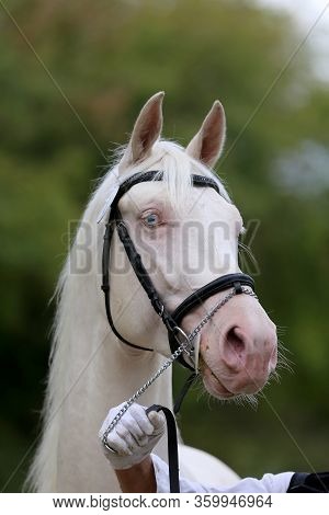 Portrait Of Perlino Or Cremello Isabelline Equine Thoroughbred Mare With Blue Eyes On Blur Foliage B