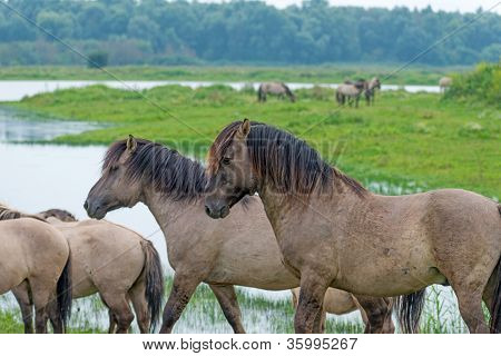 Cavalli konik nella natura in estate