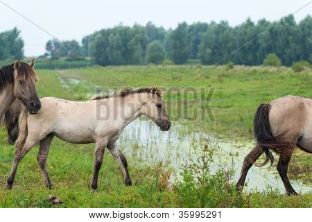 Cavalli konik nella natura in estate