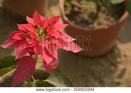 Some Beautiful Paper Flower Or Bougainvillea It's Called Booganbel Inhindi And Marathi, Cherei In Ma
