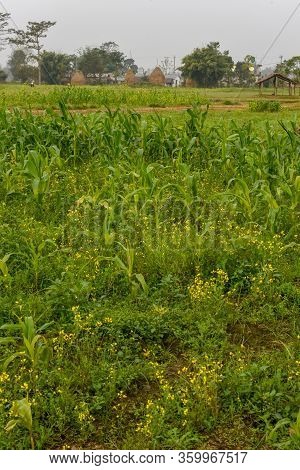 Rural Landscape With Haystack At Chitwan In Nepal