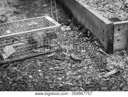 Large Rat Captured In Galvanized Steel Trap Cage Near Garden Bed In Texas, America