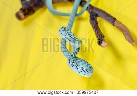 Ahaetulla Prasina. The Jade Vine Snake On A Twig. Exotic Animals In The Human Environment. Snake On 