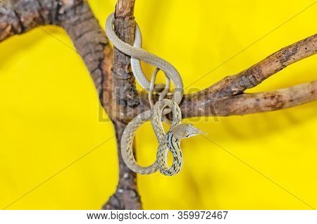 Ahaetulla Prasina. The Jade Vine Snake On A Twig. Exotic Animals In The Human Environment. Snake On 