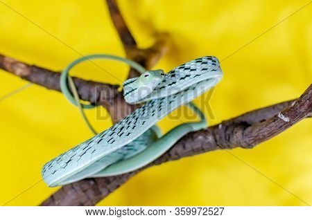 Ahaetulla Prasina. The Jade Vine Snake On A Twig. Exotic Animals In The Human Environment. Snake On 