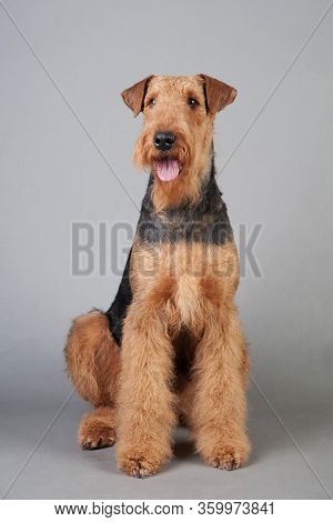 Young Airedale Terrier Sits In Front Of Grey Background, Airedale Terrier Studio Shoot