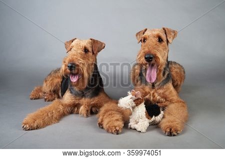 Two Young Airedale Terriers Lie In Front Of Grey Background, Airedale Terrier Studio Shoot