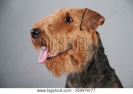 Cute Airedale Terrier Portrait In Front Of Grey Background, Airedale Terrier Studio Shoot
