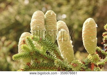 Cones With Resin Fir Fruits On A Prickly Branch With Needles