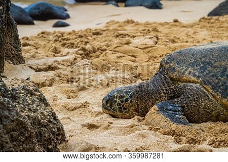 A Close Up Of A Hawaiian Green Sea Turtle Lounging In The Sand On Laniakea Beach.