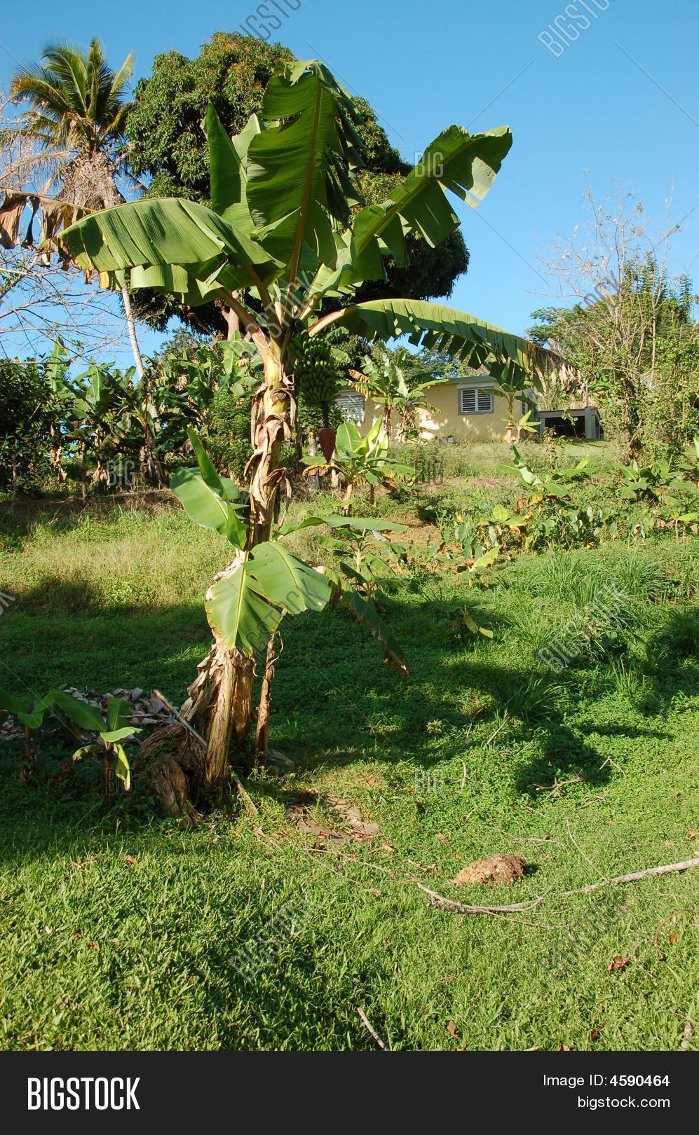 Plantains Image & Photo (Free Trial) Bigstock