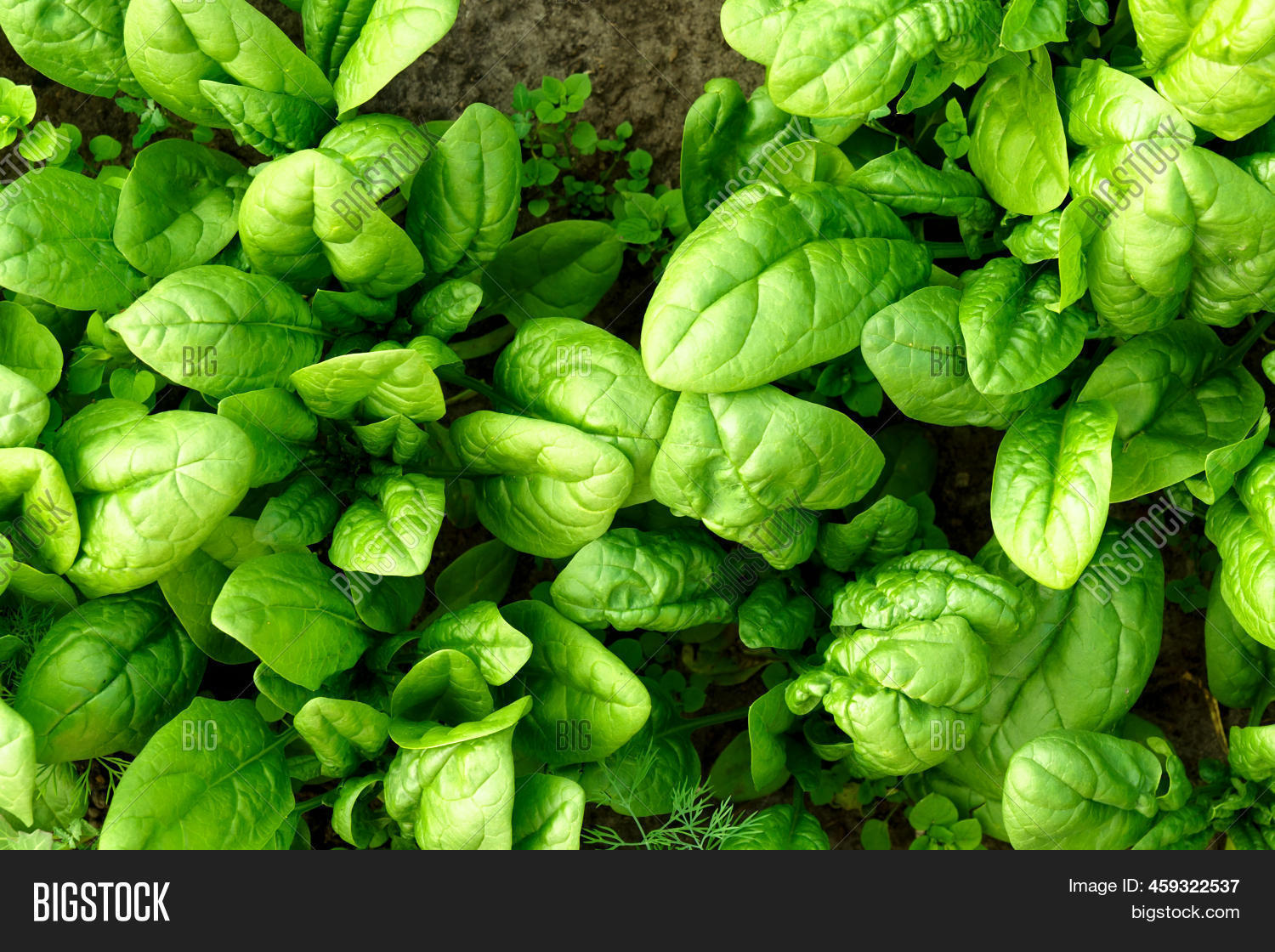 Texture Green Spinach Image & Photo (Free Trial) Bigstock
