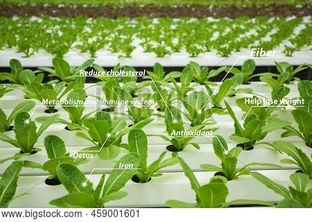 Vegetable Hydroponic Green Leaf And Chart Information, Benefits. Fiber, Metabolism And Immune System