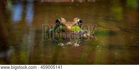 A Green Frog (lithobates Clamitans) Peeks It Head Out Of The Water. Raleigh, North Carolina.