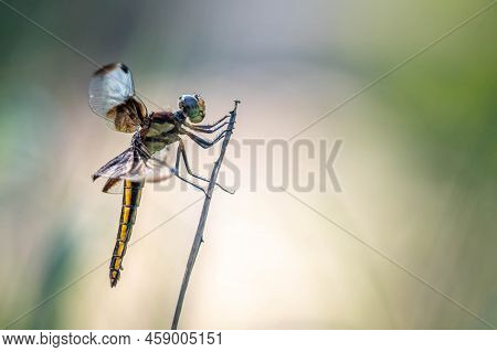 A Female Widow Skimmer (libellula Luctuosa) Perches On A Twig. Plenty Of Copy Space.
