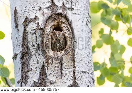Flammulated Owl In Nest At Kelowna Bc Canada, June 2022